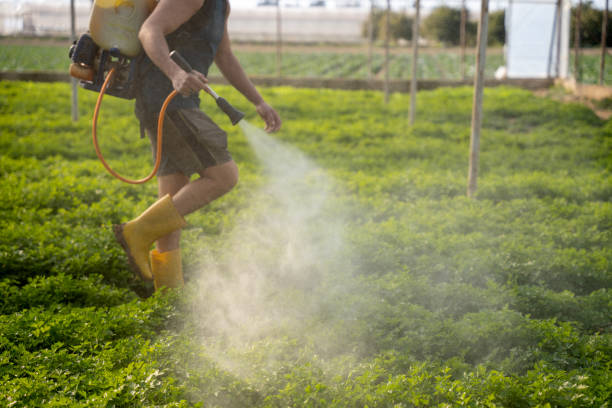 Best Wasp Removal Services  in Mountain Home, ID