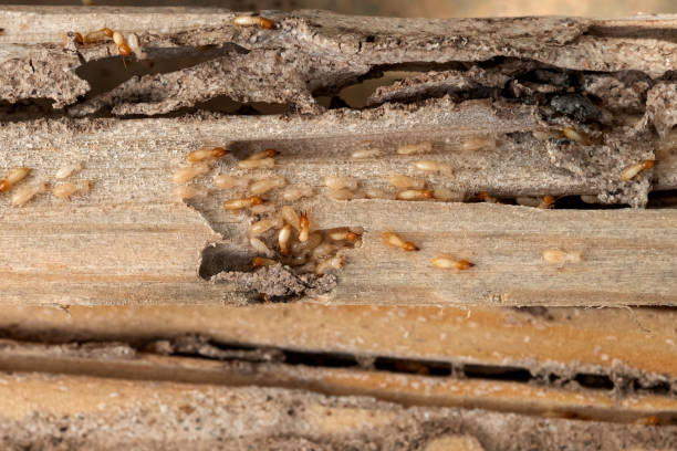 Best Insect Control  in Mountain Home, ID