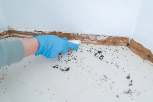 Best Pest Control Near Me in Mountain Home, ID